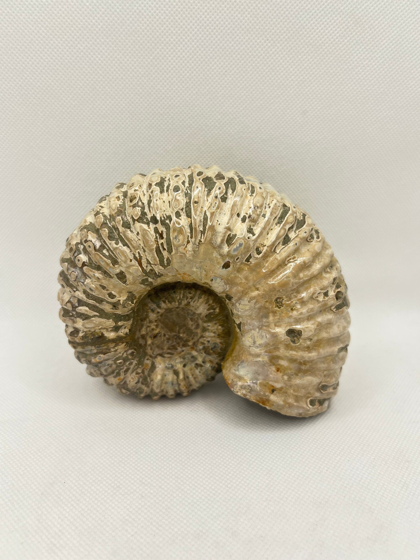 Ammonite Fossil