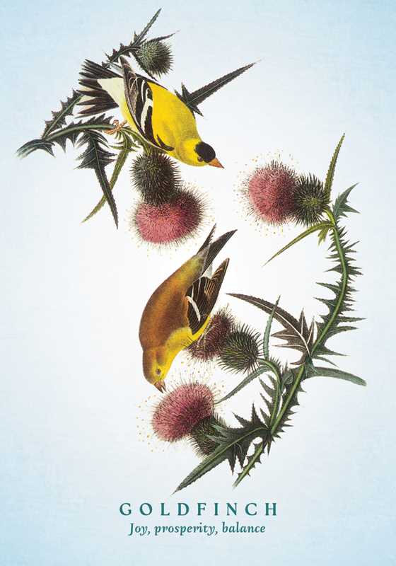 Spiritual Meaning of Birds Oracle Deck by Arin Murphy-Hiscock: Flashcards; 50 pages / English