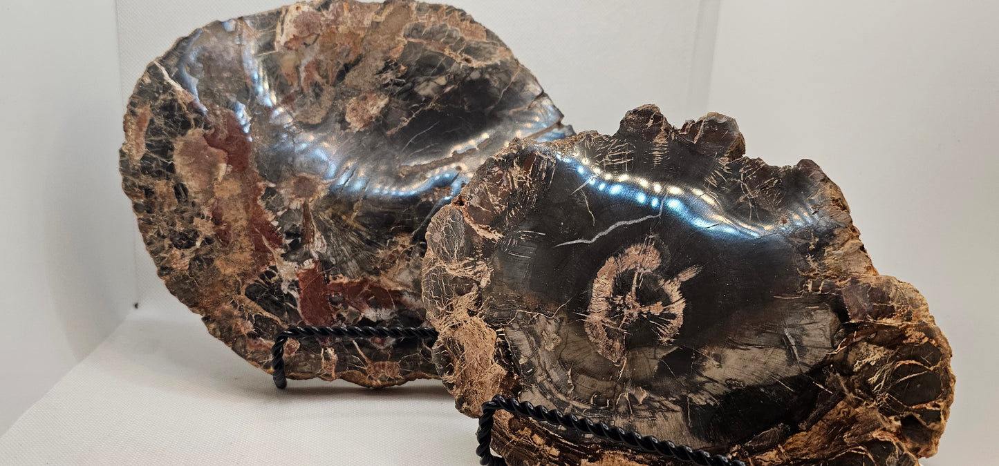 Petrified Wood -Large