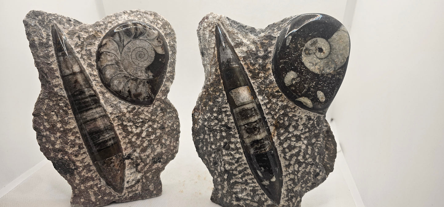 Orthoceras & Goniatite Fossil Standing Plaque