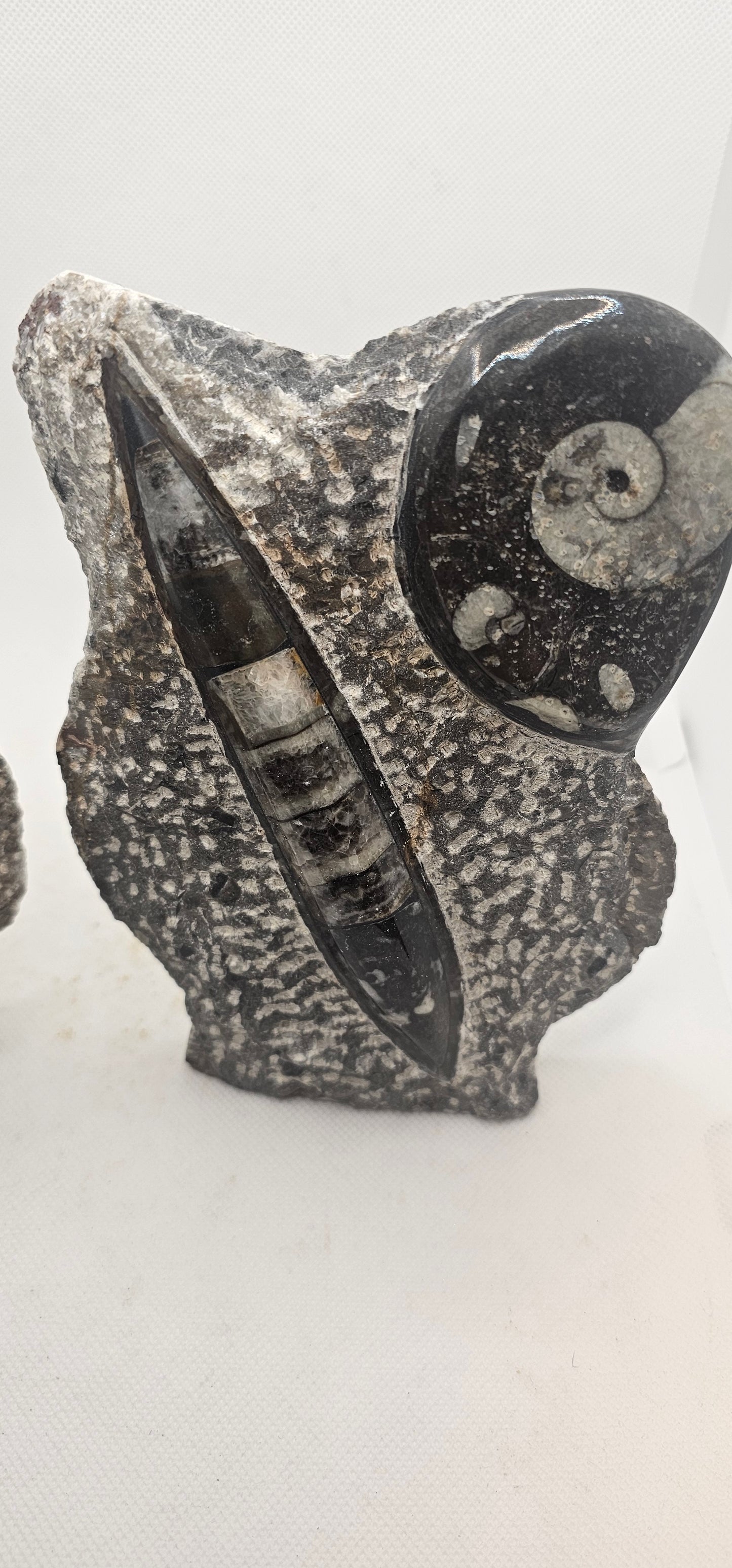 Orthoceras & Goniatite Fossil Standing Plaque