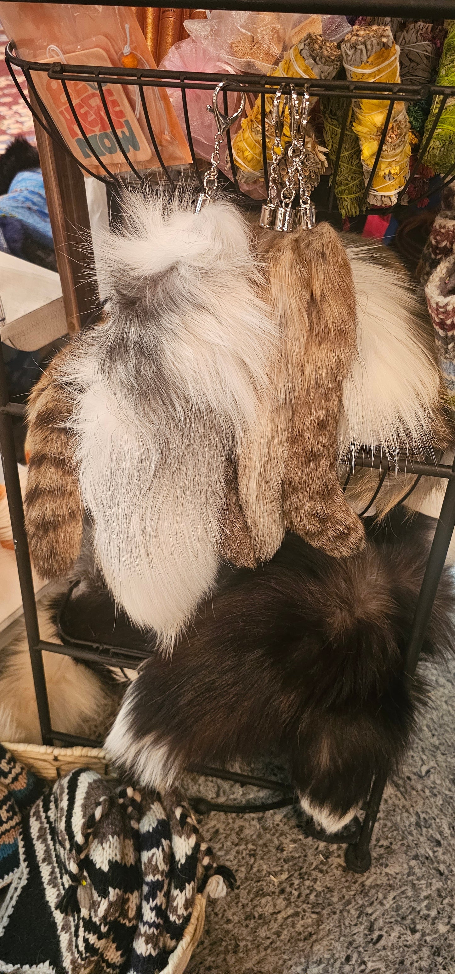 Asian Bobcat Tail