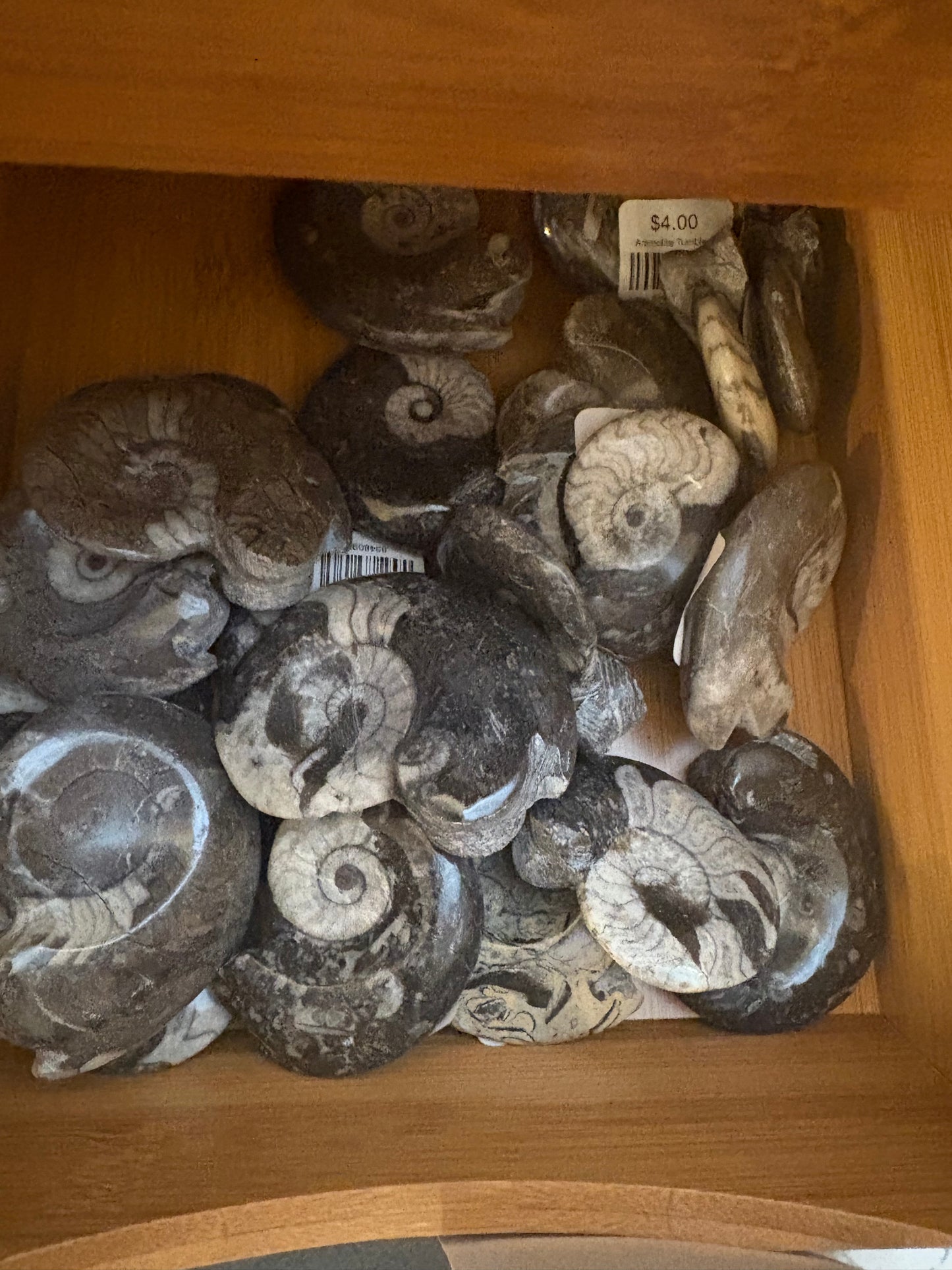 Ammolite Tumbled Large