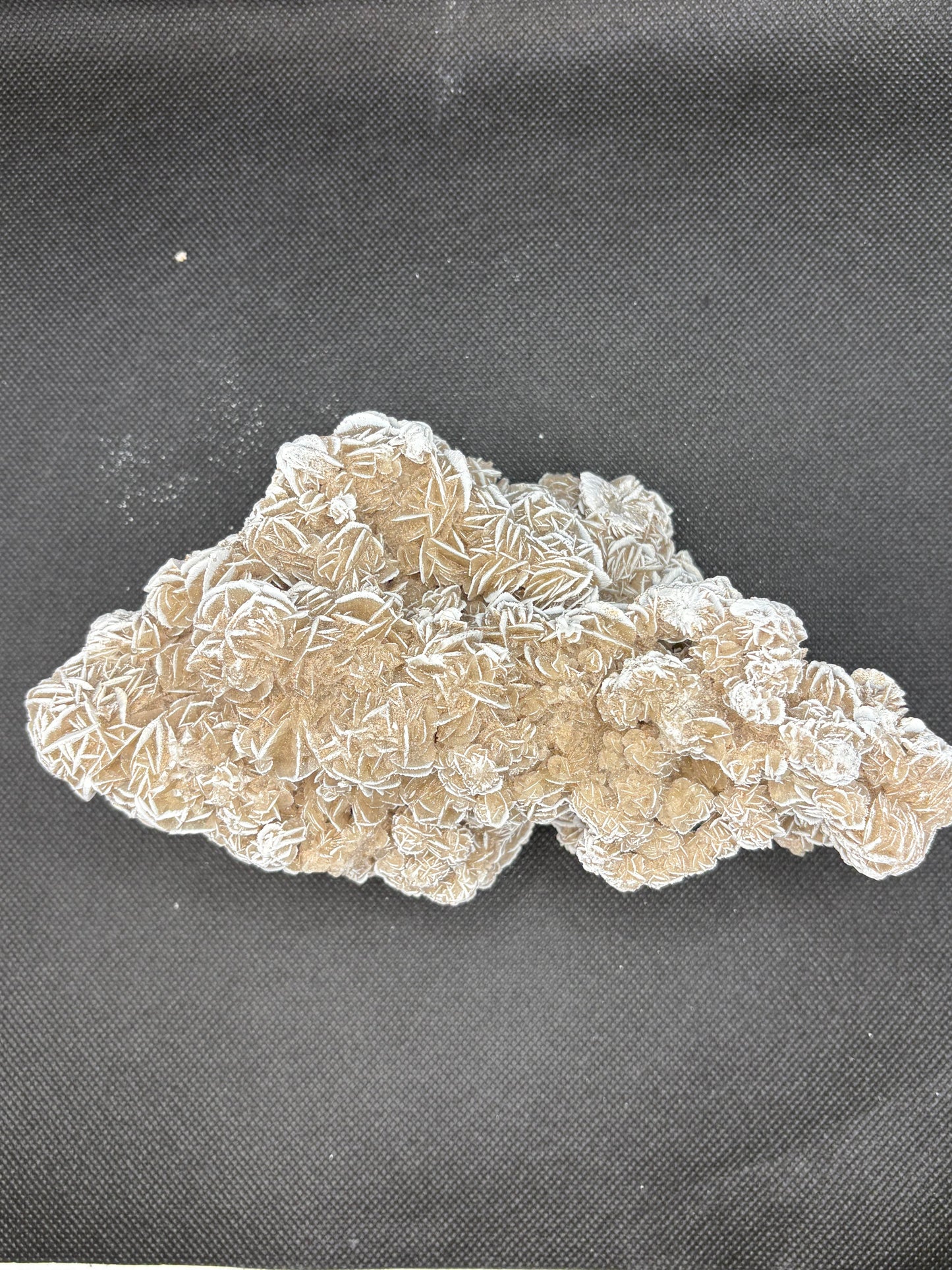 Desert Rose Cluster Medium