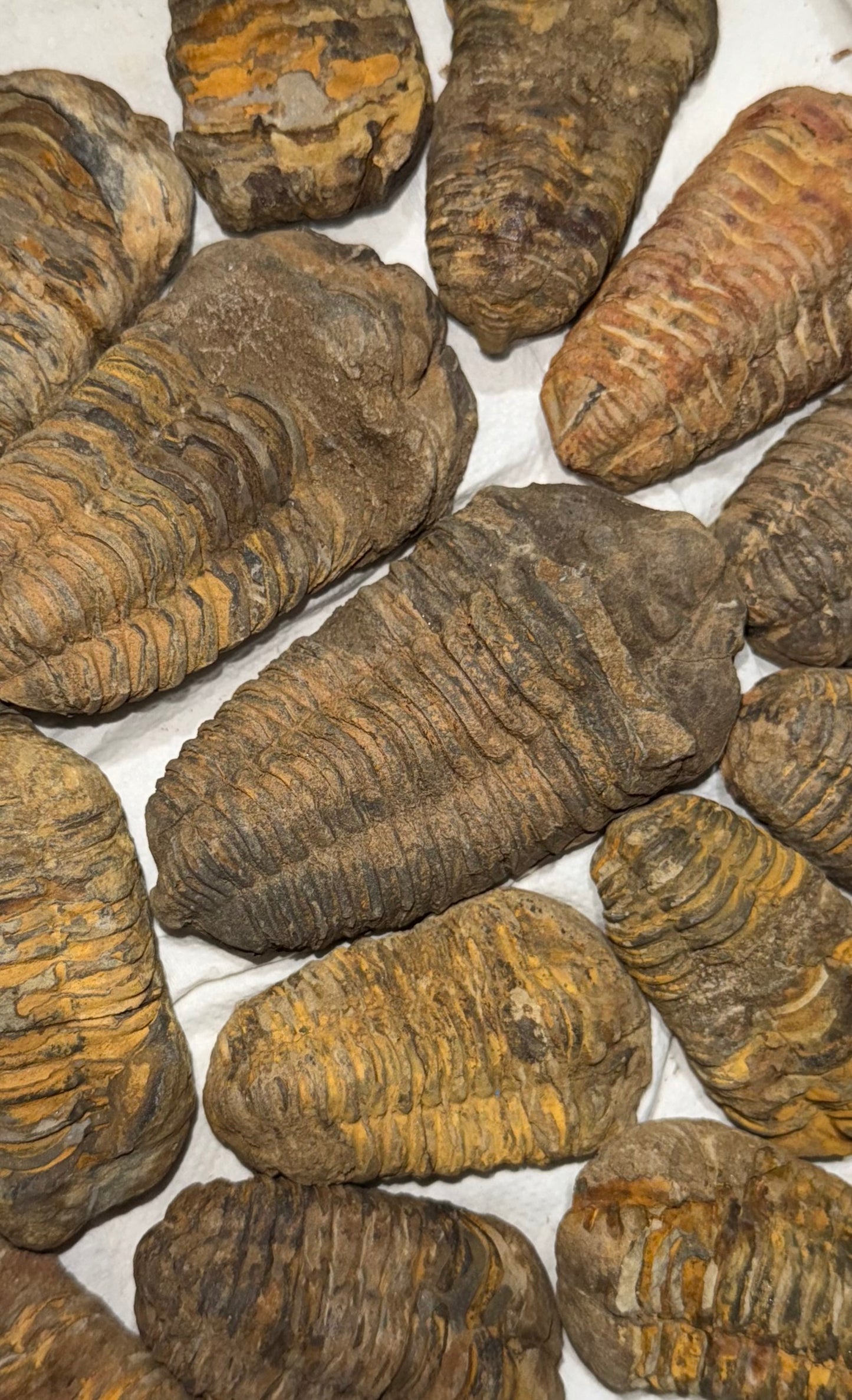 Trilobite Fossil