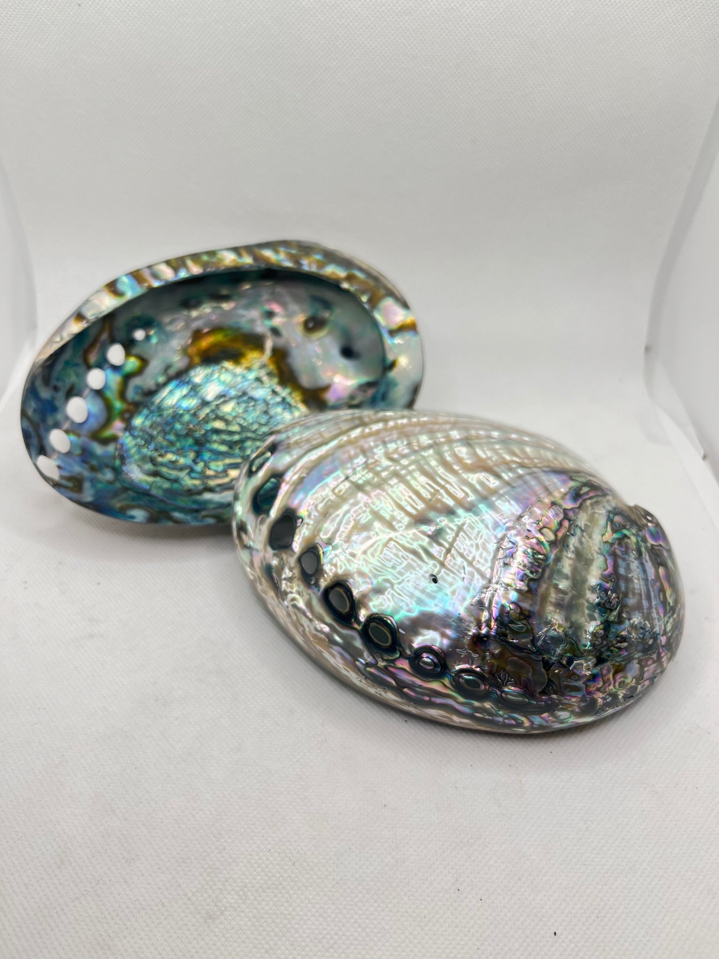 Abalone Shell Large