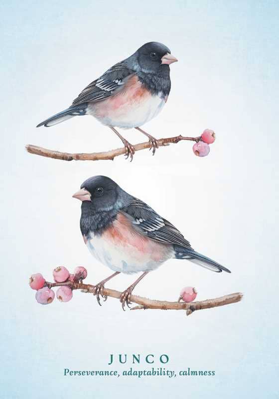 Spiritual Meaning of Birds Oracle Deck by Arin Murphy-Hiscock: Flashcards; 50 pages / English