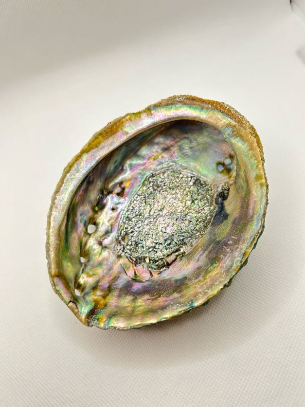 Abalone Shell- Green- Small