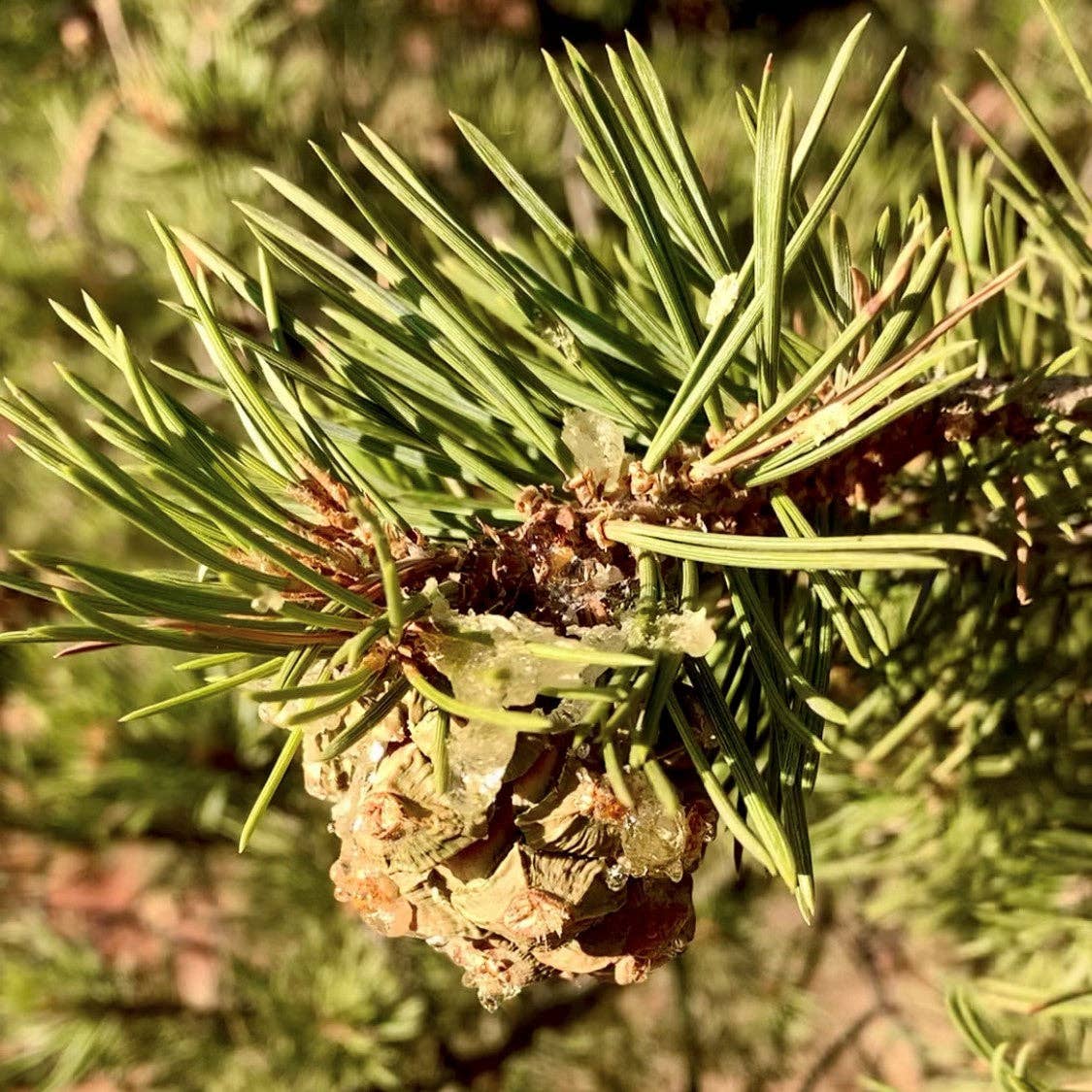 Piñon Pineal Spagyria: Pine Herbal Tincture