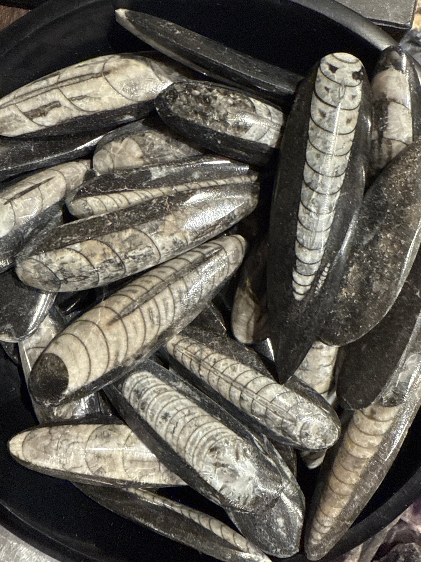 Mini Orthoceras Wands