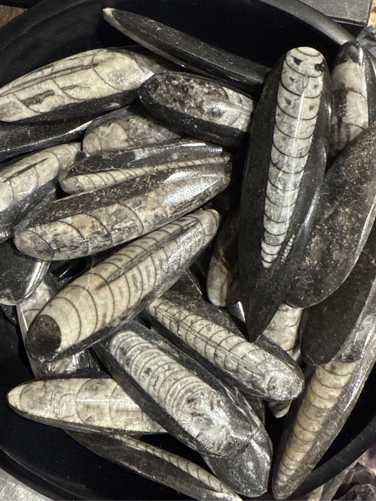 Mini Orthoceras Wands