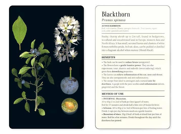 50 Plants that Heal: Discover Medicinal Plants. Card Deck.