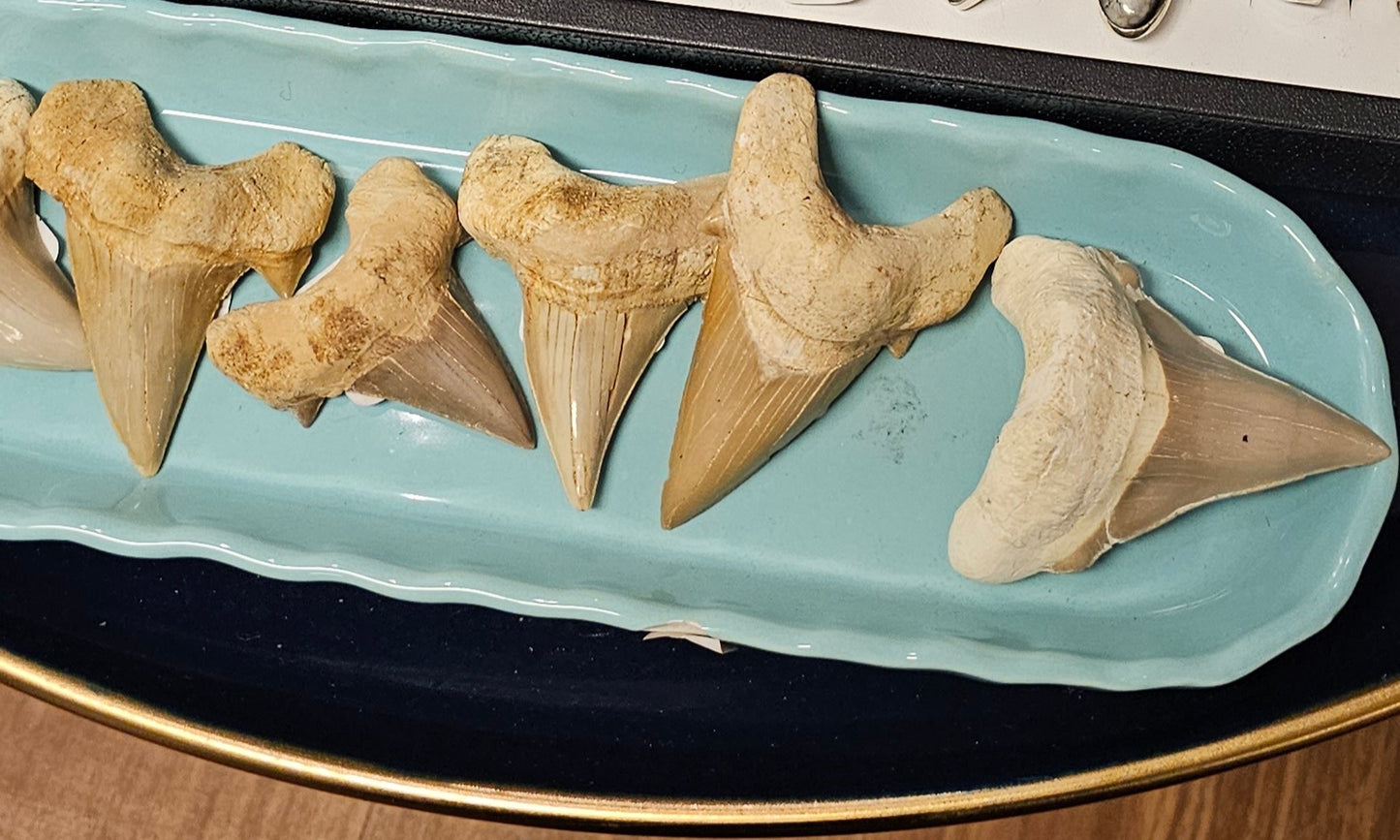 Shark Tooth