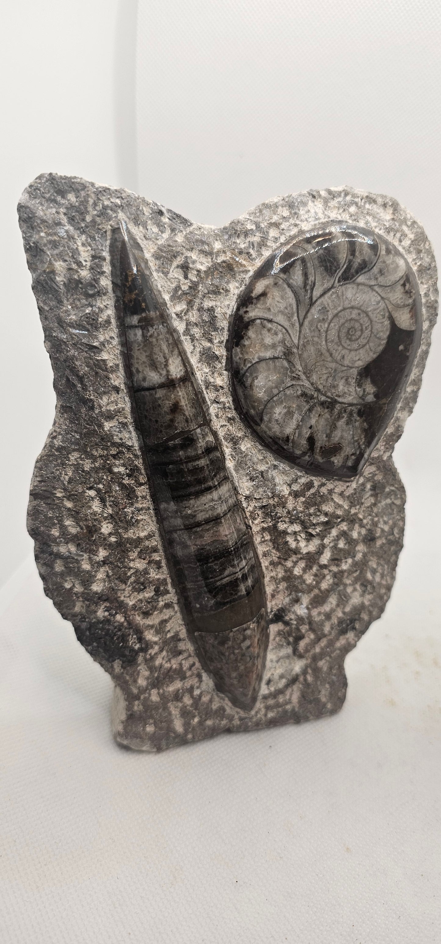 Orthoceras & Goniatite Fossil Standing Plaque