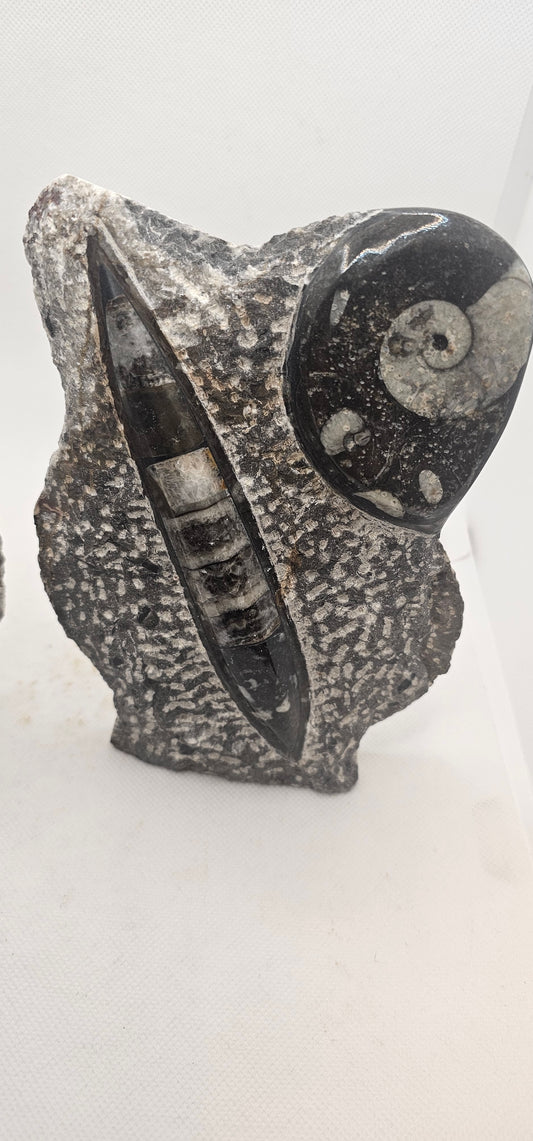 Orthoceras & Goniatite Fossil Standing Plaque