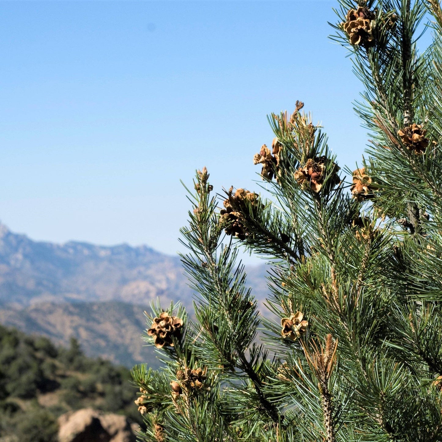 Piñon Pineal Spagyria: Pine Herbal Tincture