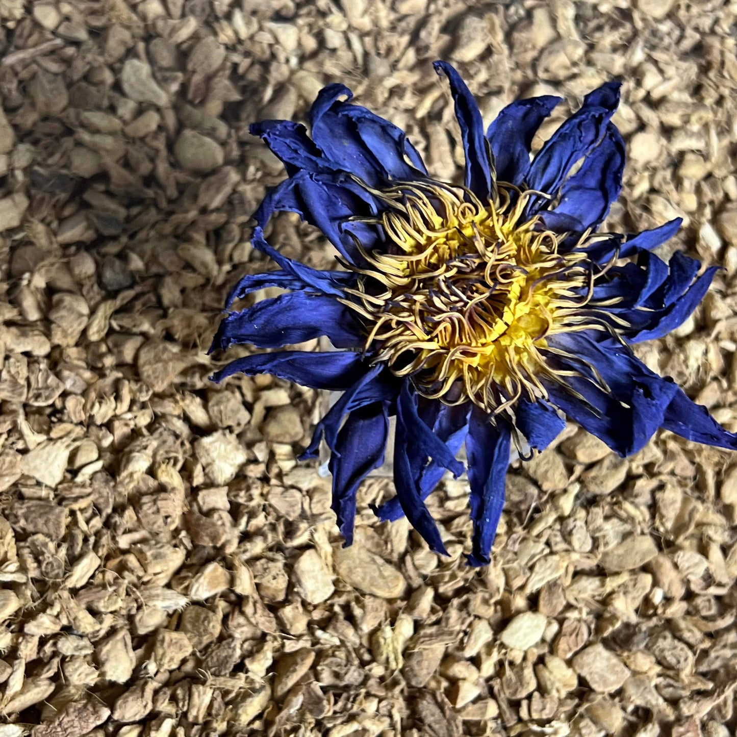 Blue Lotus Whole Flower in Quart Jar 1 oz