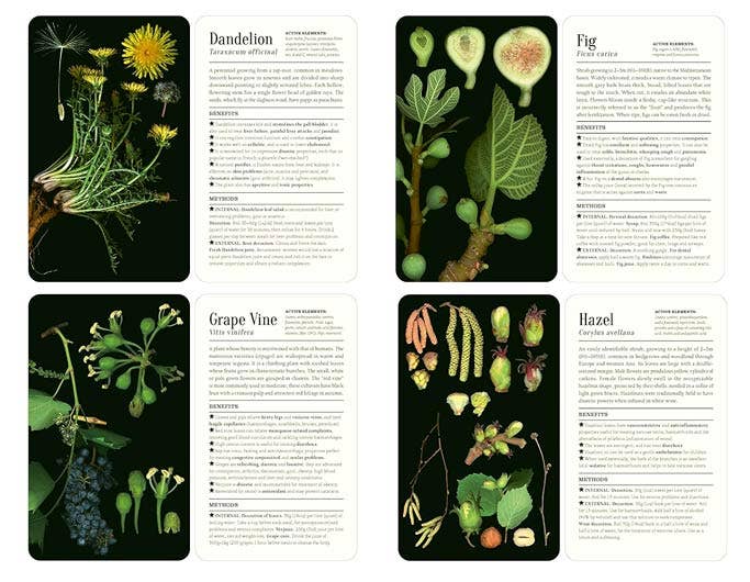 50 Plants that Heal: Discover Medicinal Plants. Card Deck.