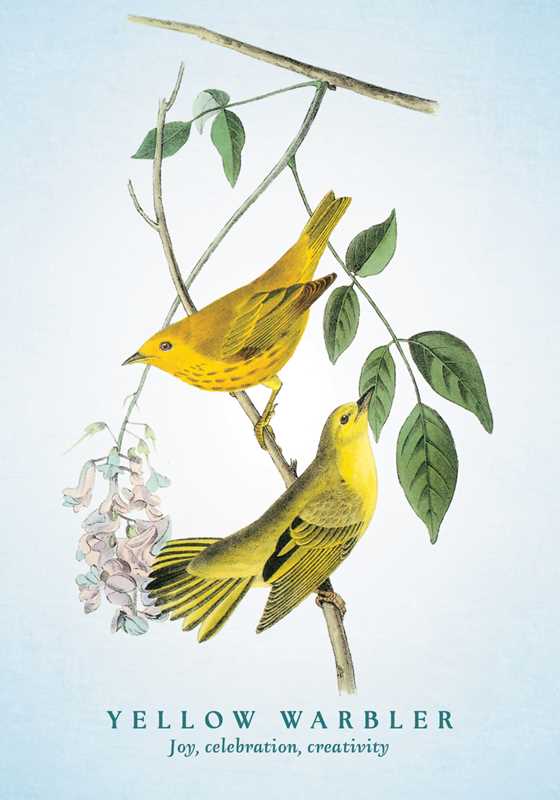 Spiritual Meaning of Birds Oracle Deck by Arin Murphy-Hiscock: Flashcards; 50 pages / English
