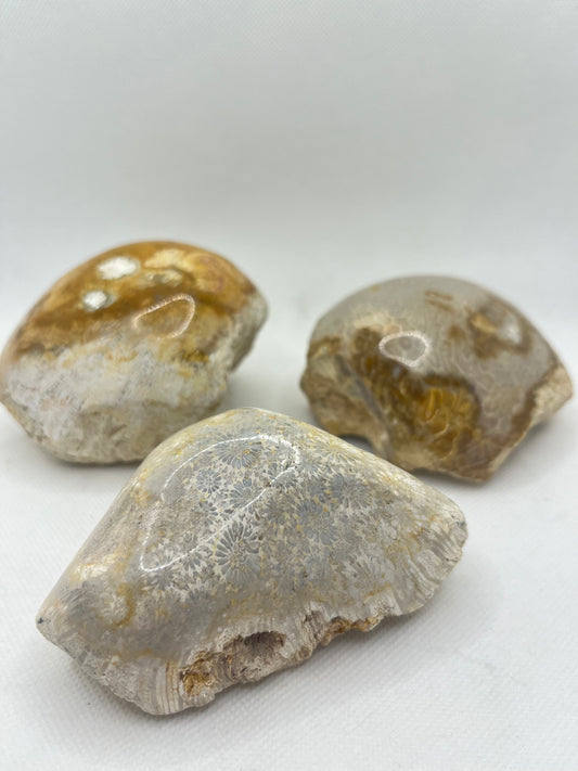 Fossil Coral Rough