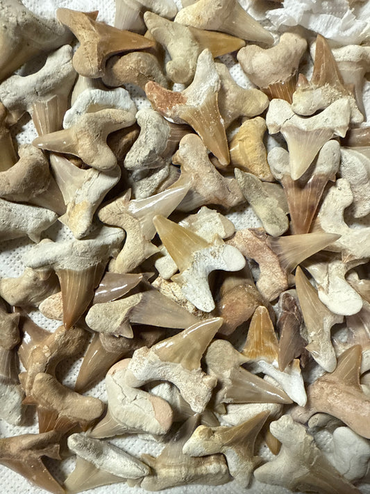 Shark Tooth Small