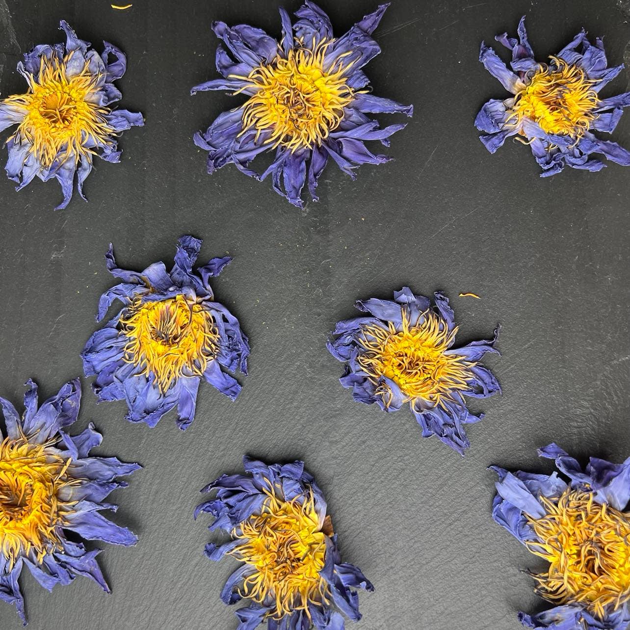 Blue Lotus Whole Flower in Quart Jar 1 oz