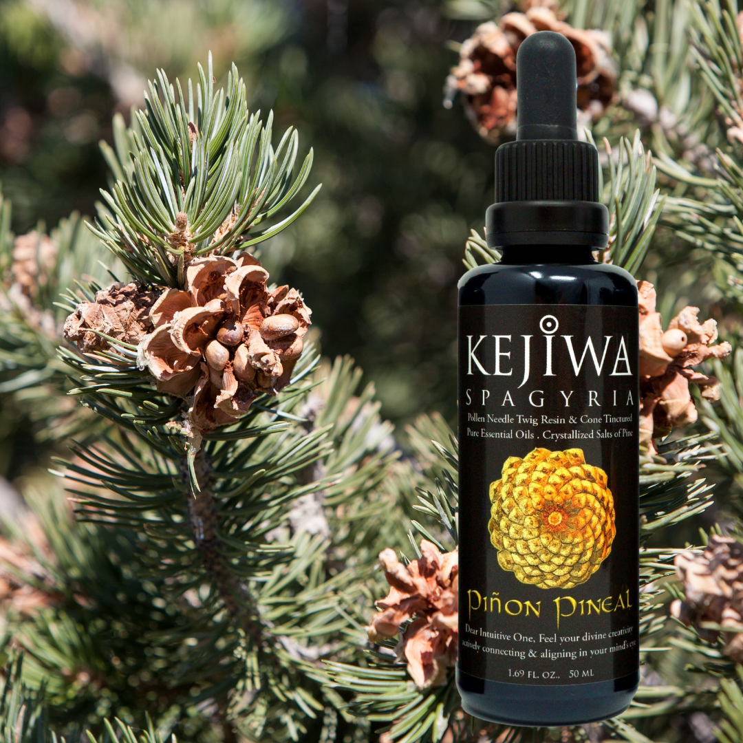 Piñon Pineal Spagyria: Pine Herbal Tincture