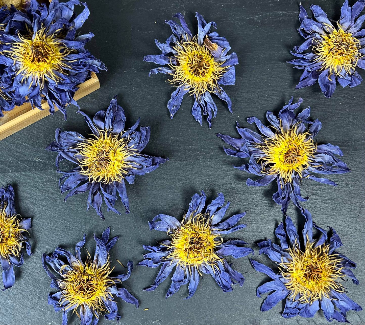 Blue Lotus Whole Flower in Quart Jar 1 oz