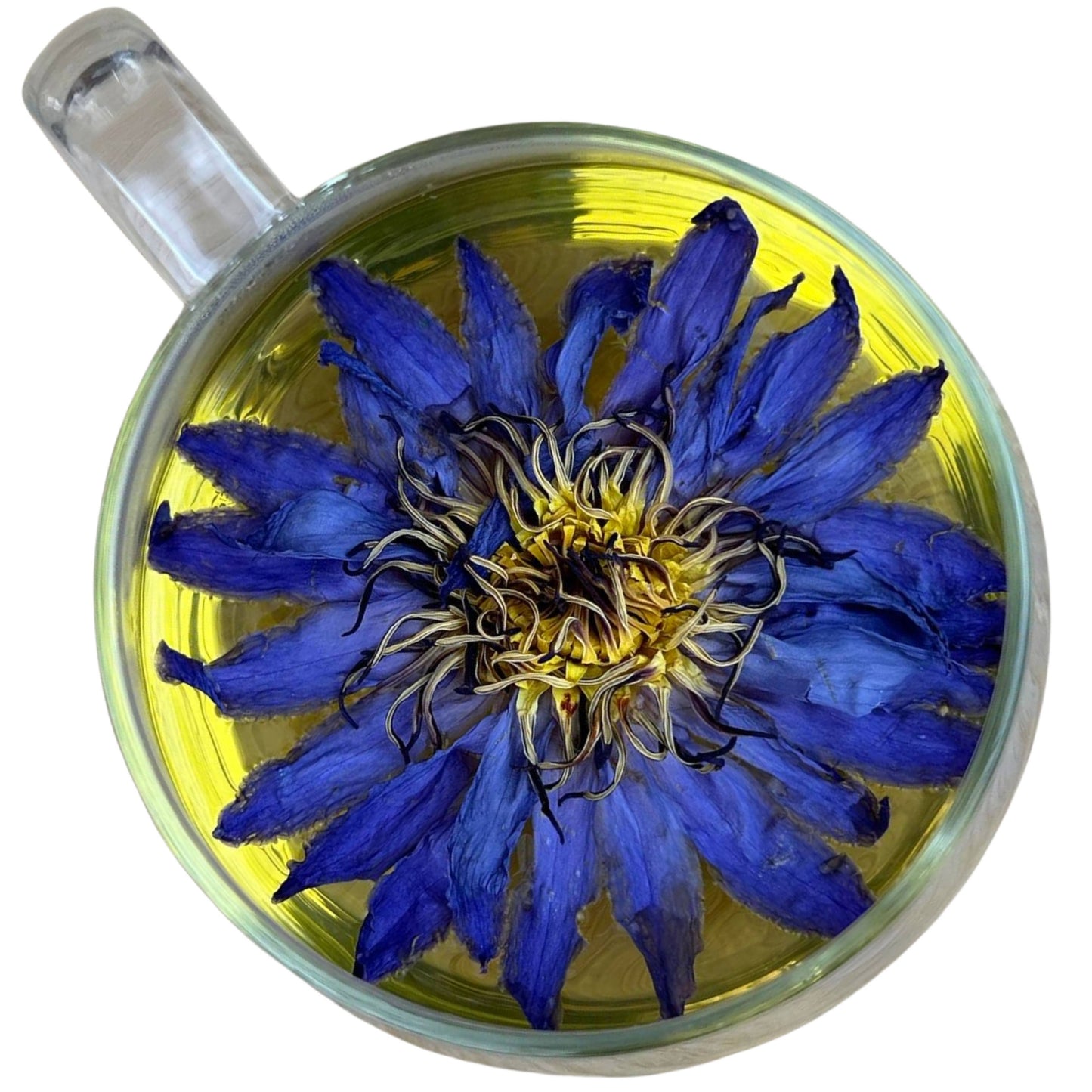Blue Lotus Whole Flower in Quart Jar 1 oz