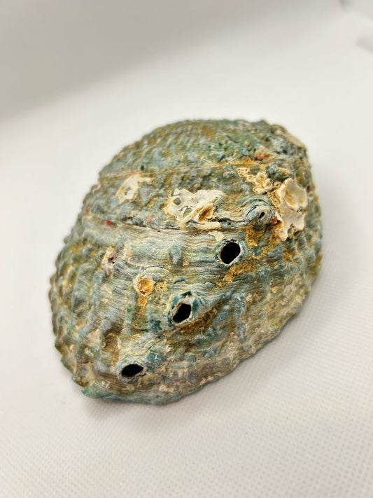 Abalone Shell- Green- Small